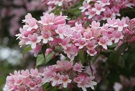 Kolkwitzia amabilis 'Pink Cloud' - kolkvicija