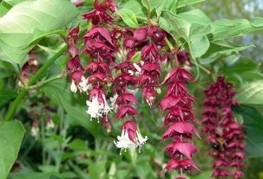 Leycesteria formosa 'Purple Rain' - himalajski kovačnik, lejčesteria