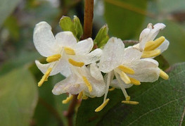 Lonicera fragrantissima - dišeči kovačnik