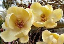 Magnolia 'Honey Tulip' - magnolija