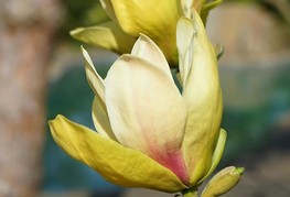 Magnolia 'Sunsation' - magnolija