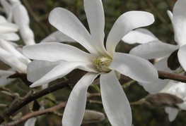 Magnolia kobus - japonska magnolija, kobuši magnolija