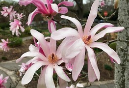 Magnolia stellata 'Rosea' - zvezdasta magnolija