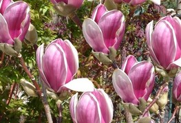 Magnolia x soulangeana 'Satisfaction' - sulanževa magnolija