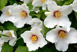 Philadelphus 'Belle Etoile' (= P. x lemoinei 'Belle Etoile') - nepravi jasmin, skobotovec