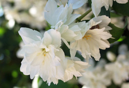 Philadelphus 'Schneesturm' (= P. 'Snowstorm') - nepravi jasmin, skobotovec