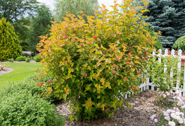 Physocarpus opulifolius 'Amber Jubilee' (= P. opulifolius 'Jefam®') - mešičkar