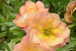 Potentilla fruticosa 'Double Punch® Peach' (= P. fruticosa 'Minjaro01') - grmasti petoprstnik