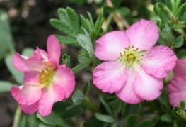 Potentilla fruticosa 'Happy Hearts® Pink Star' - grmasti petoprstnik