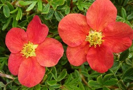 Potentilla fruticosa 'Marian Red Robin' (= P. fruticosa 'Marrob', P. fruticosa 'Red Robin') - grmasti petoprstnik