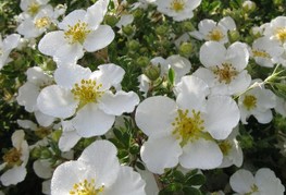 Potentilla fruticosa 'Veitchii' (= P. fruticosa var. veitchii) - grmast petoprstnik