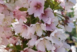 Prunus incisa 'Kojo-no-mai' - pritlikava okrasna japonska češnja