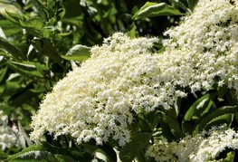 Sambucus nigra 'Haschberg' - črni bezeg