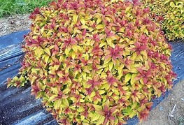 Spiraea japonica 'Merlo® Star' (= S. japonica 'Davcop1') - japonska medvejka