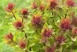 Spiraea japonica 'Sparkling Champagne' (= S. japonica 'Lonspi') - japonska medvejka