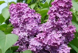 Syringa vulgaris 'Charles Joly' - španski bezeg