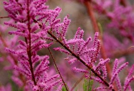 Tamarix ramosissima 'Rubra' (= T. ramosissima 'Summer Glow') - tamariska