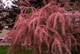 Tamarix tetrandra (= T. caspica hort. ex Dippel) - tamariska