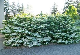 Viburnum plicatum 'Shasta' (= V. plicatum f. tomentosum 'Shasta') - japonska snežna kepa