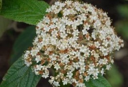 Viburnum rhytiduphyllum 'Holland' - grbavolistna brogovita, zgubanolistna brogovita