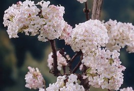 Viburnum x bodnantense 'Charles Lemont' - bodnantska brogovita