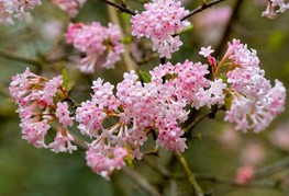 Viburnum x bodnantense 'Dawn' (= V. x bodnantense 'Pink Dawn') - bodnantska brogovita