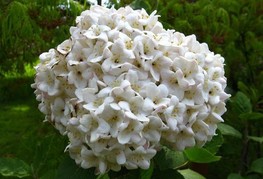 Viburnum x carlcephalum - dišeča snežna kepa