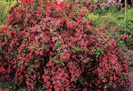 Weigela 'Bristol Ruby' - rdečecvetna vejgelija