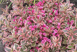 Weigela florida 'Monet' (= W. florida 'Verweig') - pisanolistna vejgelija