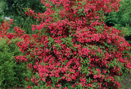 Weigela florida 'Red Prince' - vejgelija