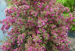 Weigela florida 'Victoria' - rdečelistna vejgelija