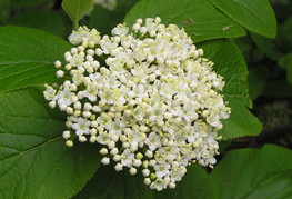 Viburnum lantana - dobrovita