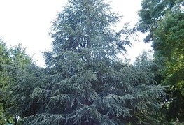 Cedrus atlantica 'Glauca' (= C. libani 'Glauca', C. libani ssp. atlantica 'Glauca') - siva atlaška cedra