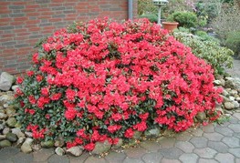 Rhododendron repens 'Baden Baden' - rododendron