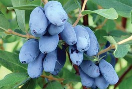 Lonicera caerulea var. kamtschatica 'Boreal Blizzard' - sibirska borovnica