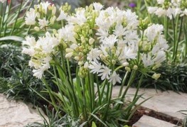 Agapanthus 'Double Diamond' (= A. Rfdd) - afriška lilija