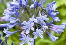 Agapanthus 'Dr. Brouwer' (= A. 'Doctor Brouwer', A. 'Dokter Brouwer') - afriška lilija