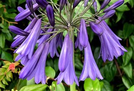 Agapanthus 'Polar Star' - afriška lilija