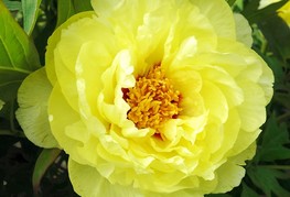 Paeonia x itoh 'Bartzella' - Itoh potonika