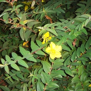 Hypericum patulum zadnje cvetje